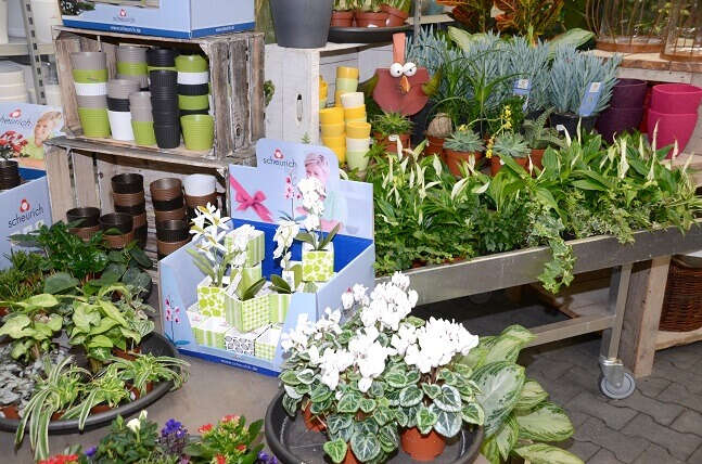 D1 100 763 Pflanze 2 Vechelde